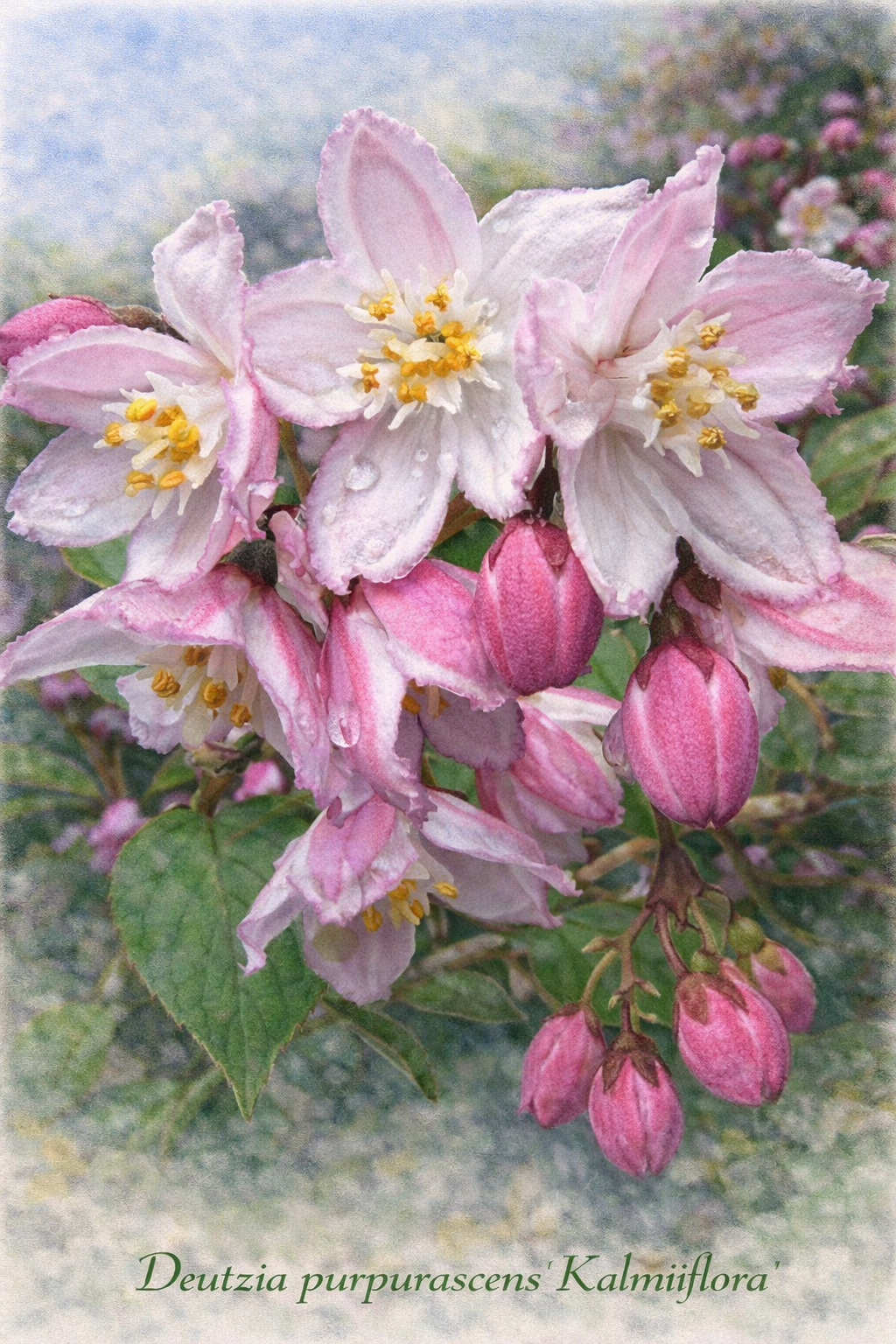 purpurascens Kalmiiflora.png purpurascens Kalmiiflora.png